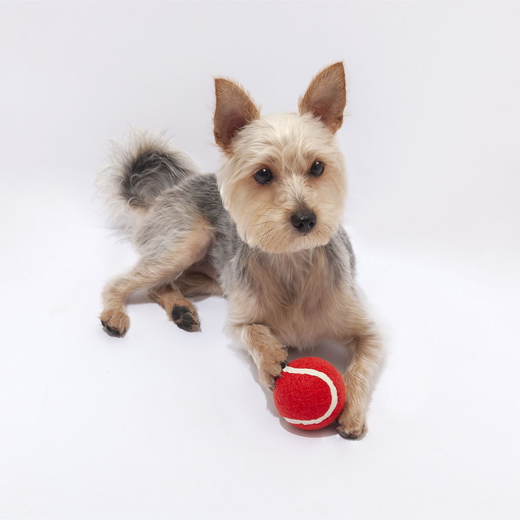 Pelota para Mascotas de Goma Resistente Forrada - 6,4 cm